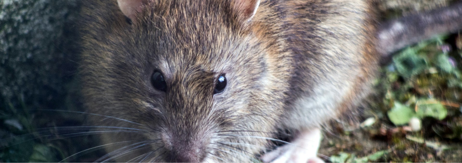 Rodent Control